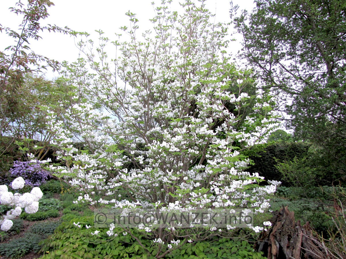 Cornus florida - Sol in Bluete1.JPG